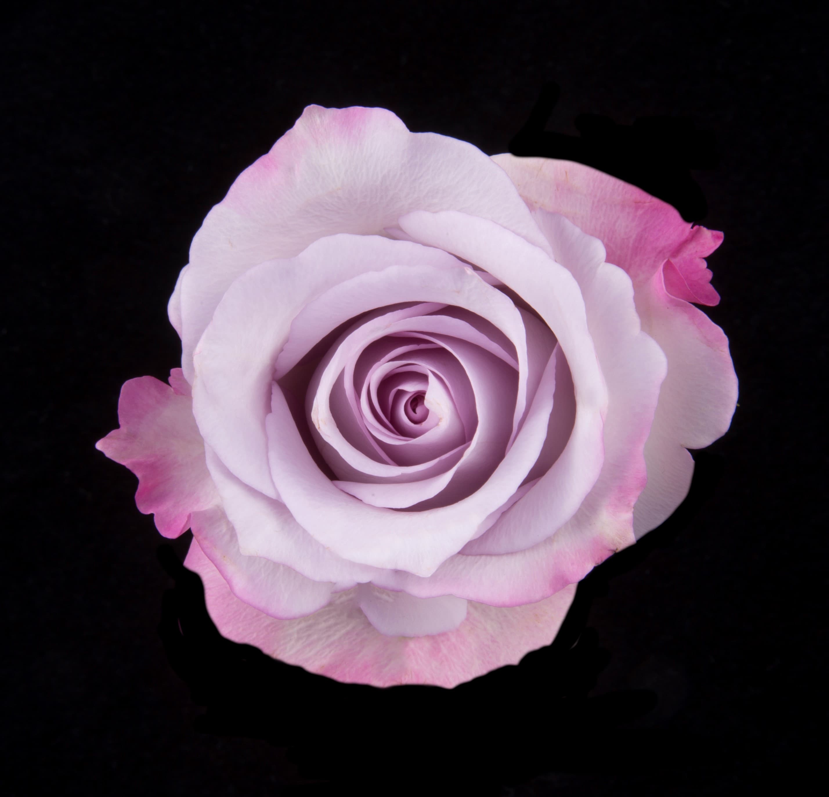 Rose Purple Haze Ecu Lavender 50cm