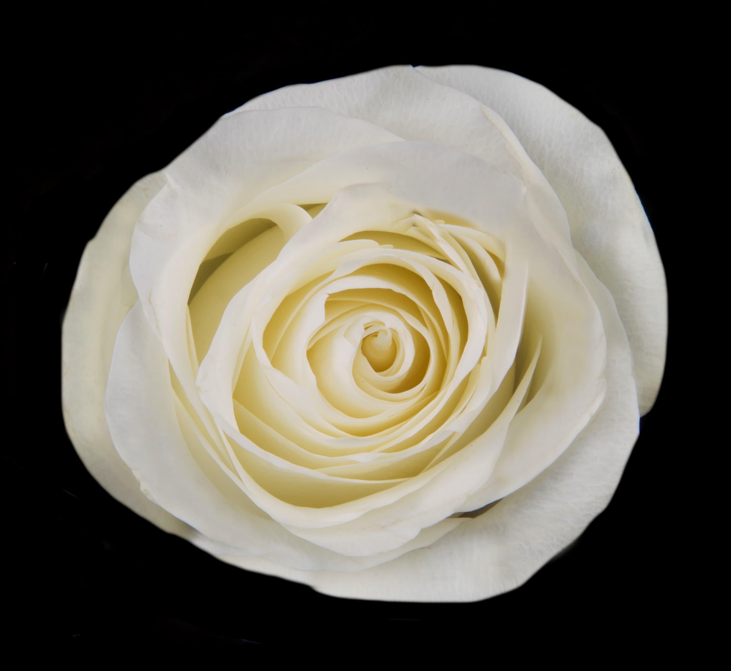 Rose Proud Ecu White 50cm