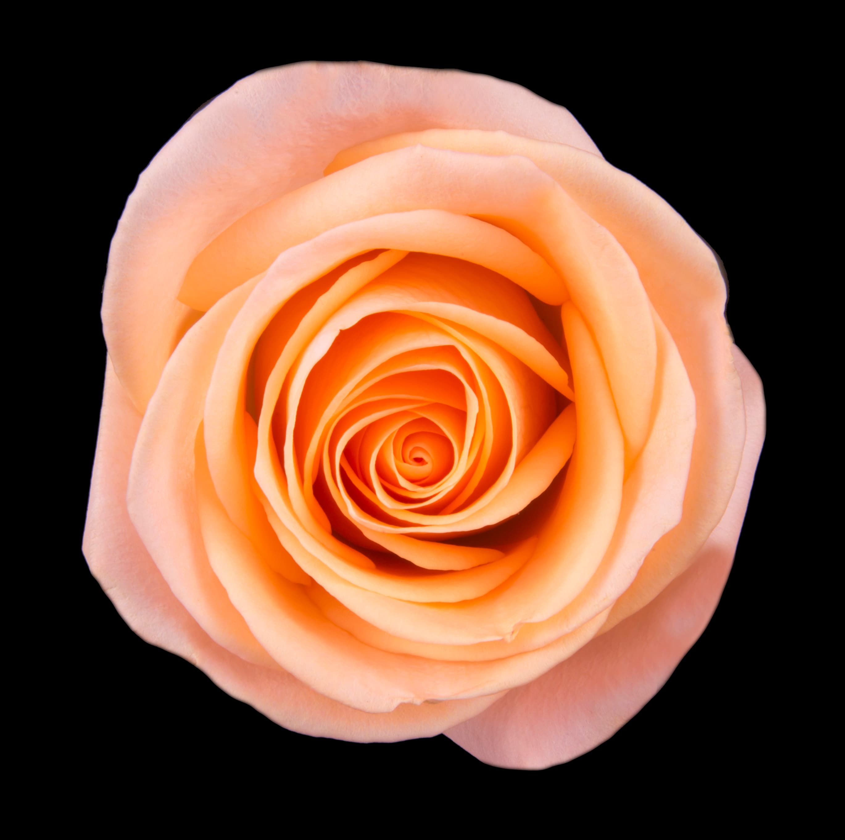 Rose Tiffany Peach 50cm