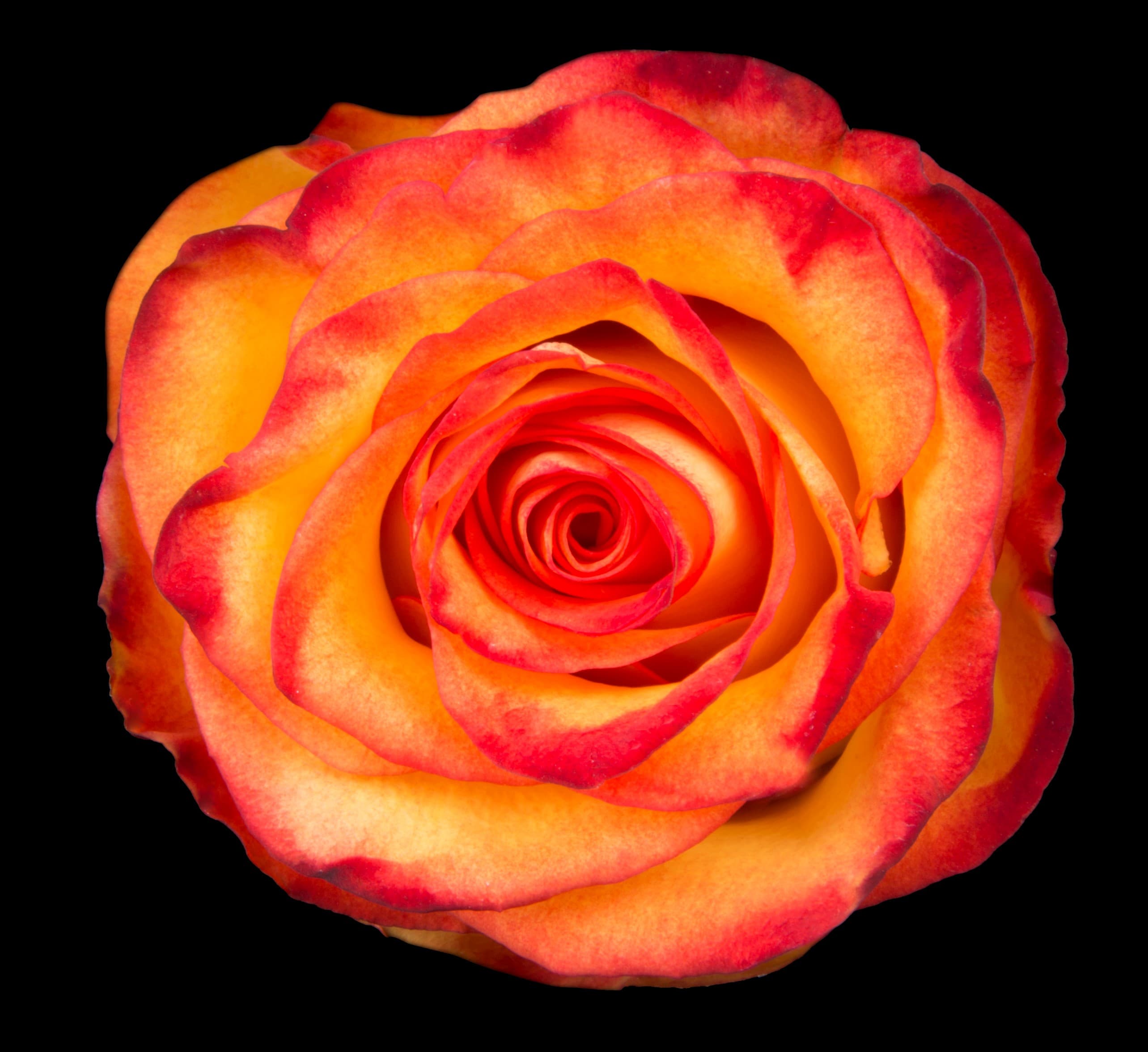 Rose High & Magic Bi-color Yellow 40cm