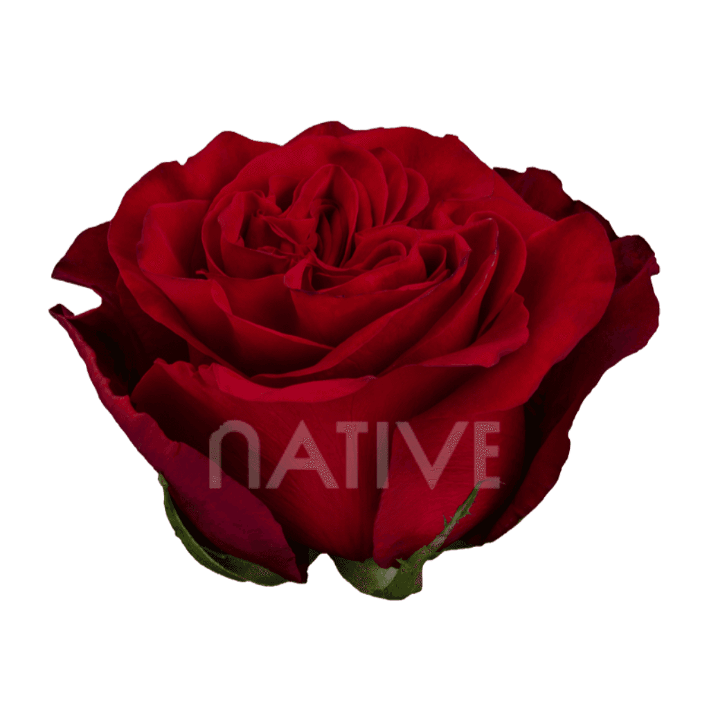Rose Hearts Garden Red 40cm