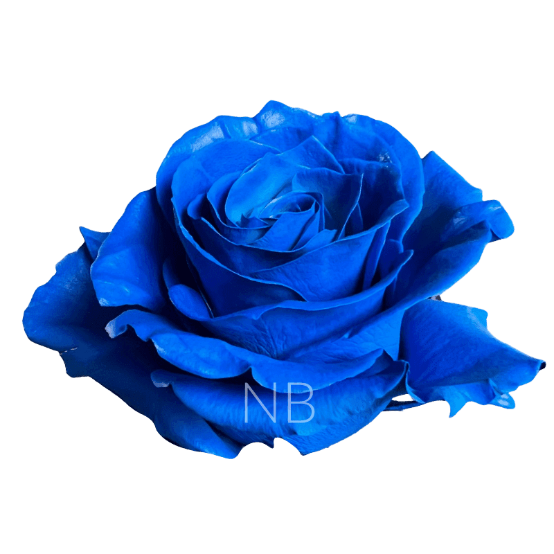 ROSE TINTED DARK BLUE 60CM