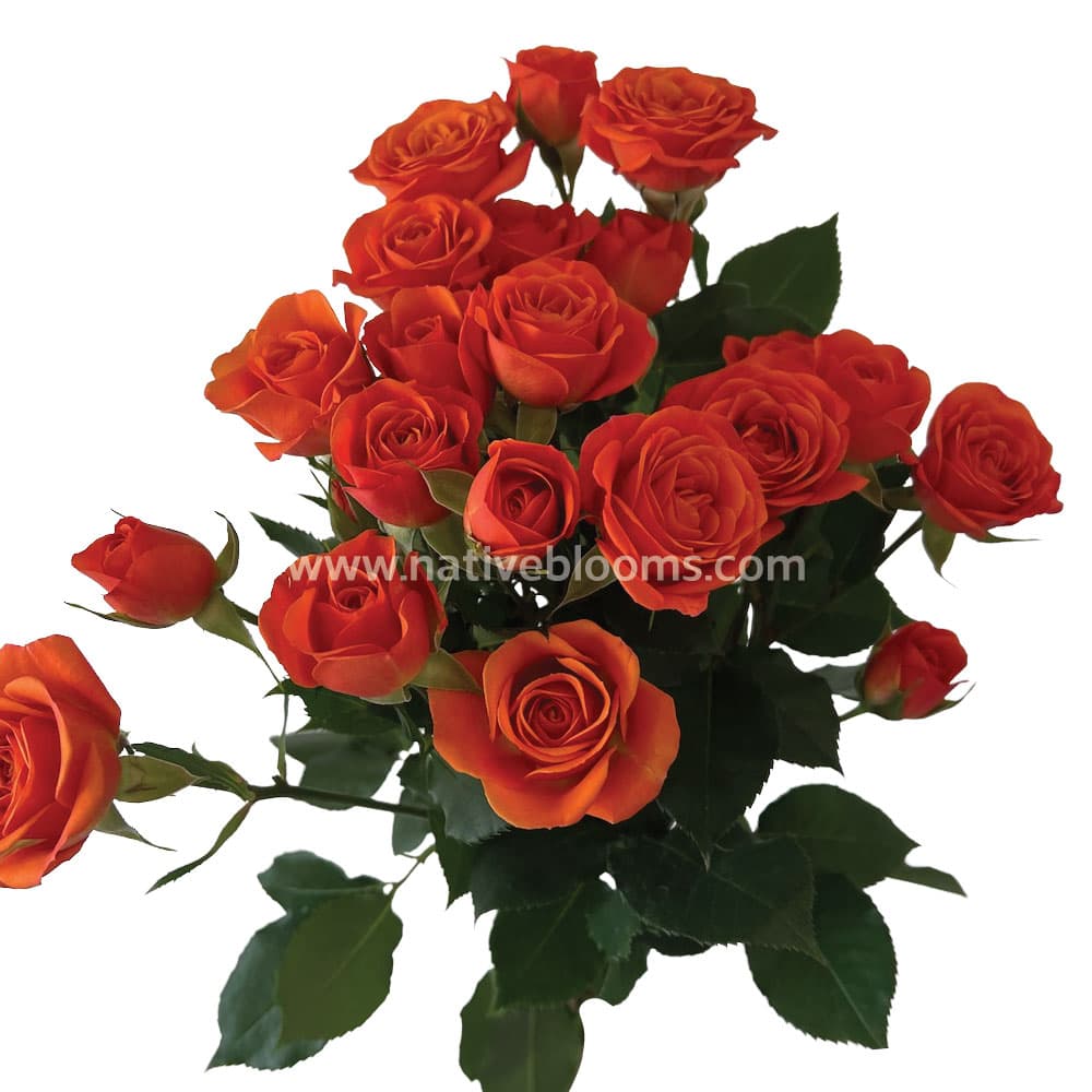 Spray Roses Babe Orange 50cm