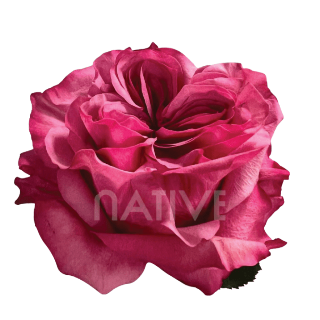 Rose Country Blues Garden Lavender 50cm