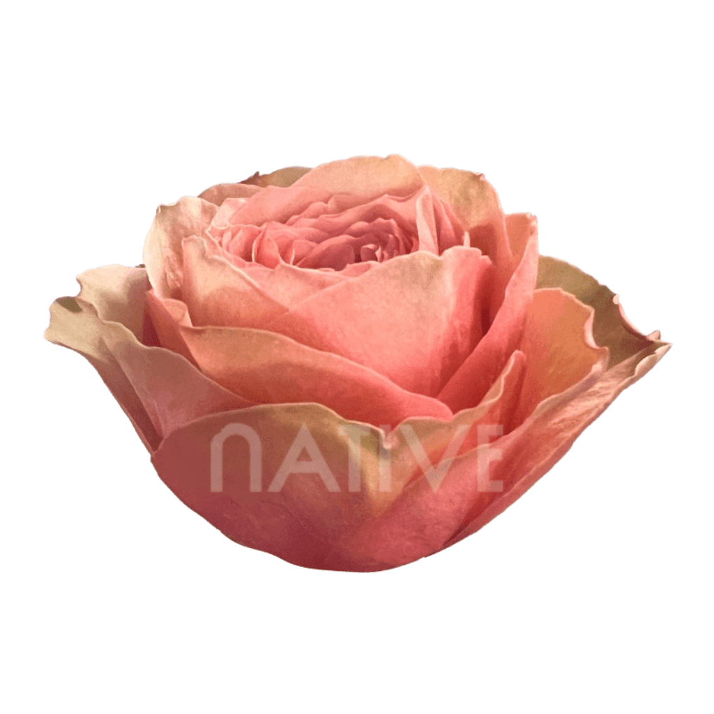 ROSE GARDEN PEACH KAHALA 60CM