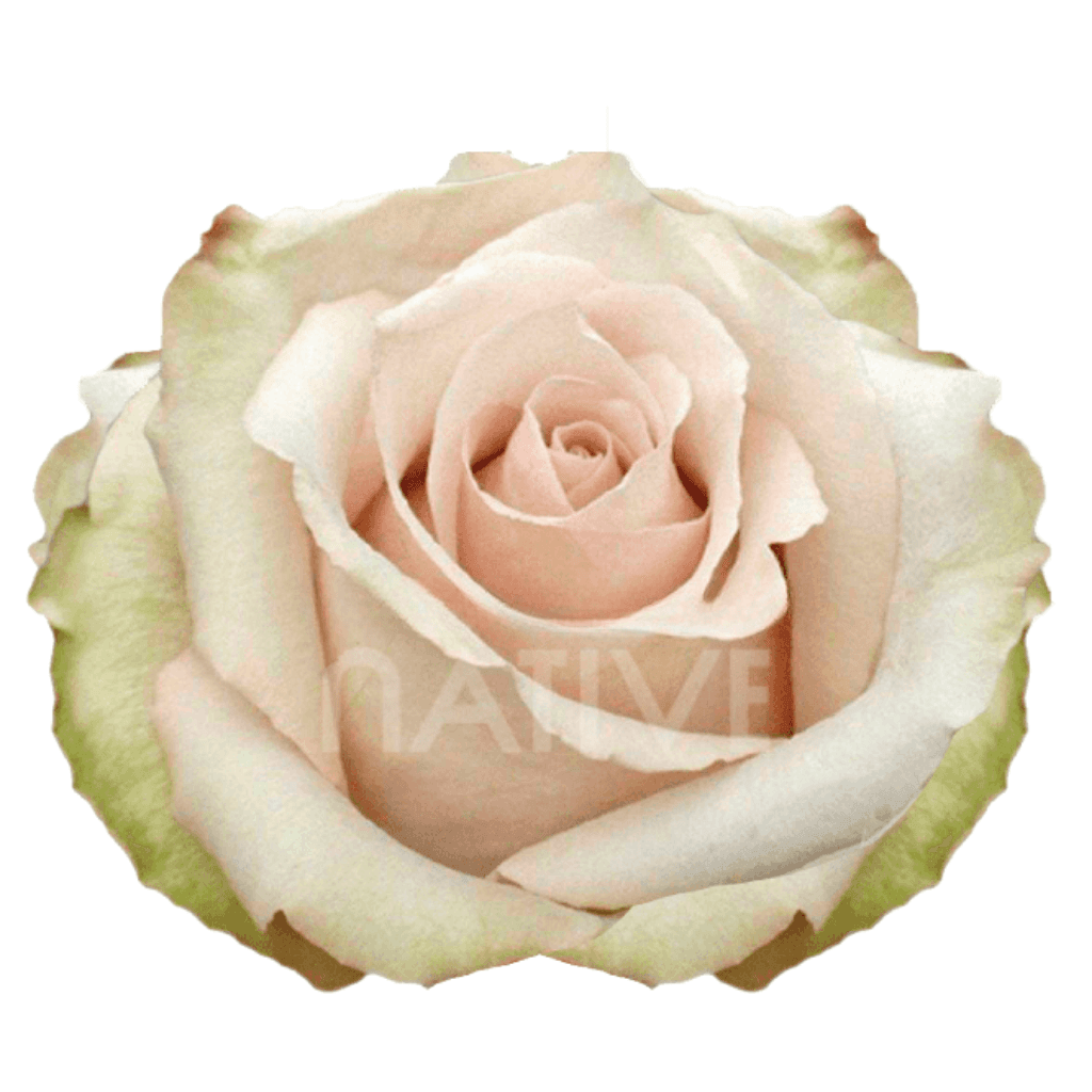 ROSE SAND QUICKSAND 60CM