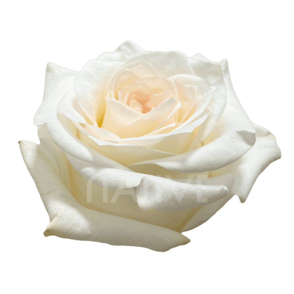 ROSE GARDEN WHITE CANDLELIGHT 50CM