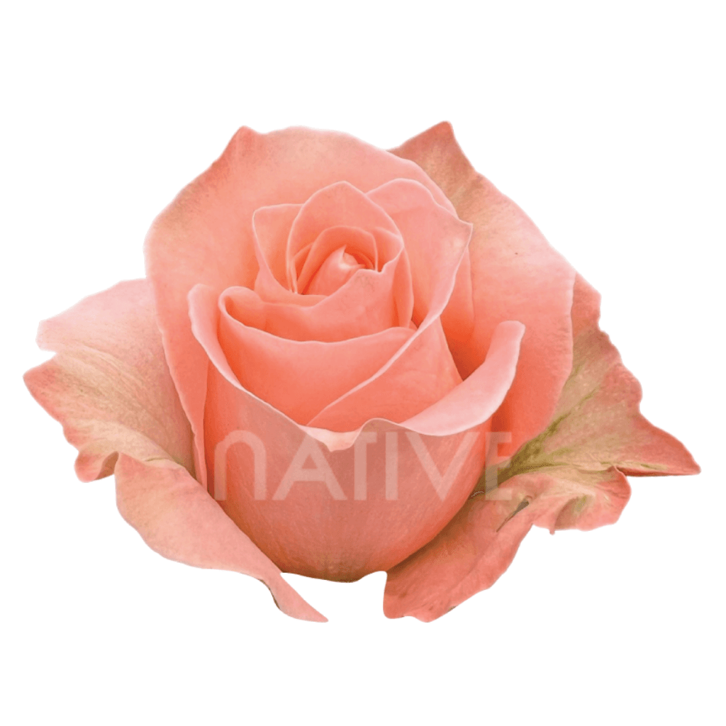 ROSE PEACH CORAL REEF 60CM