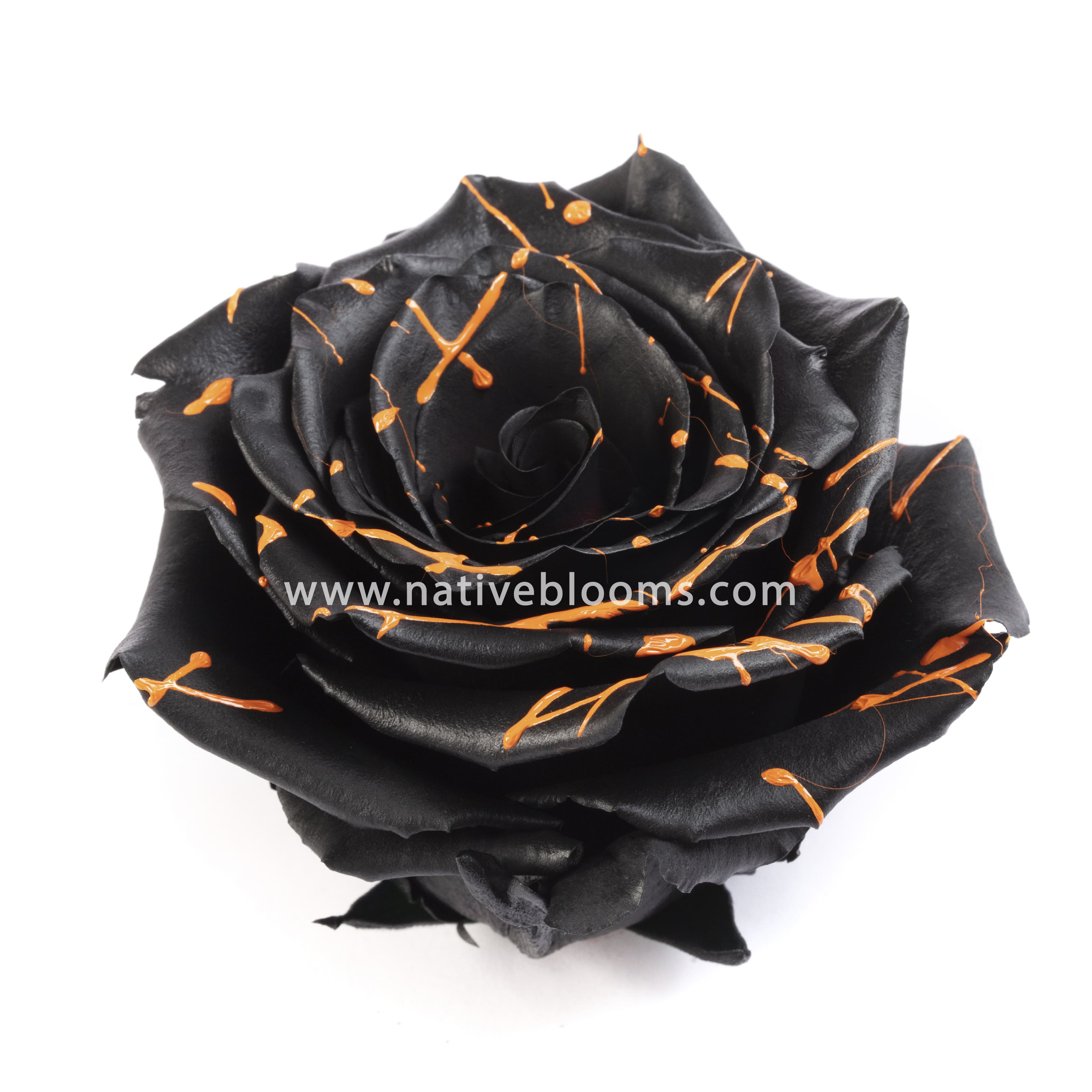 ROSE TINTED TRICK OR TREAT 60CM