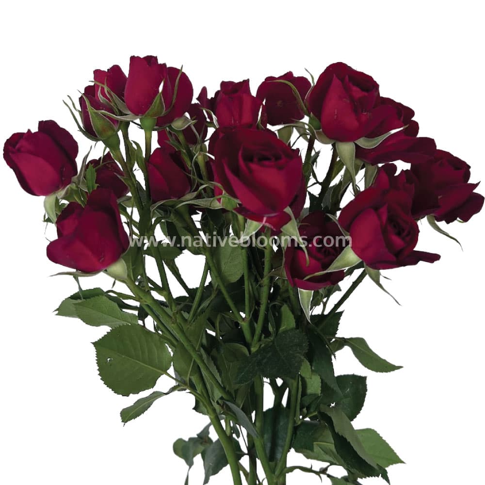 Spray Roses Rubicon Red 50cm