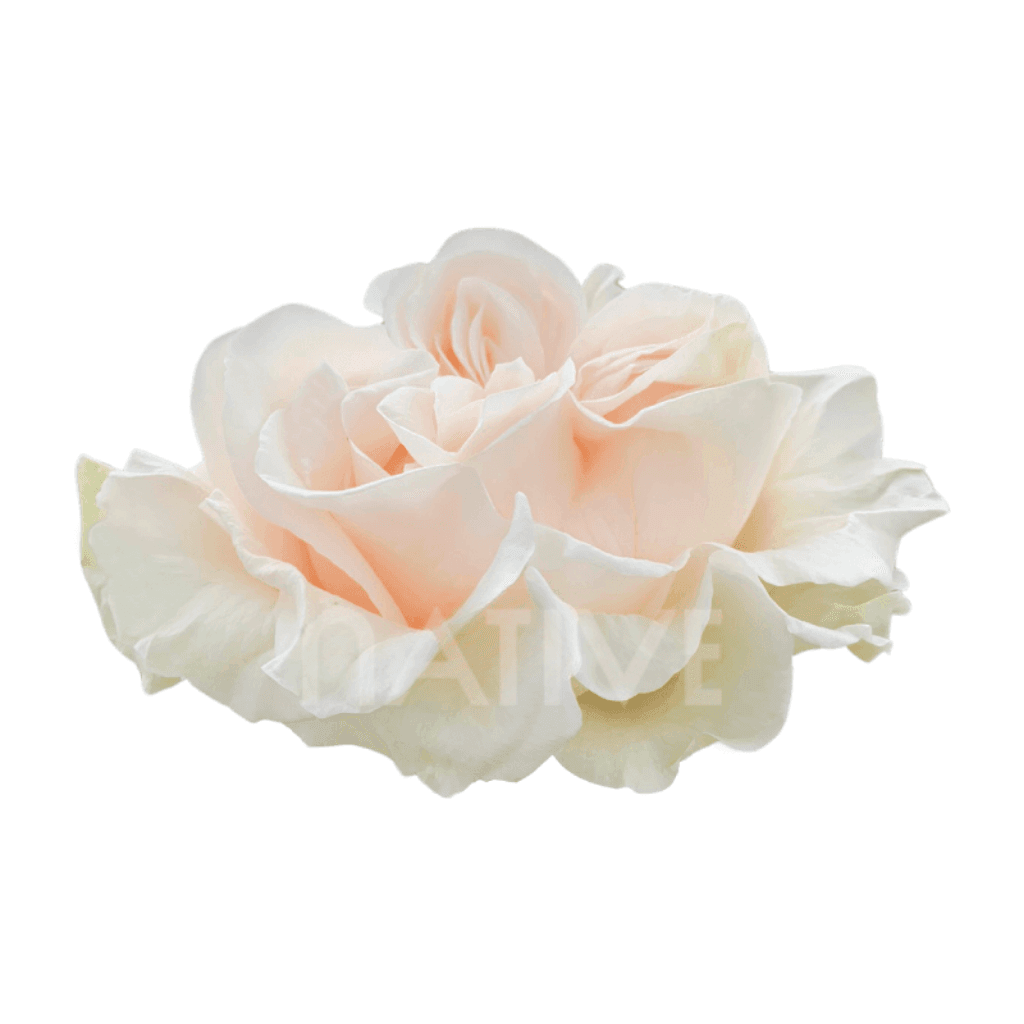 ROSE GARDEN WHITE COTTON X-PRESSION 60CM