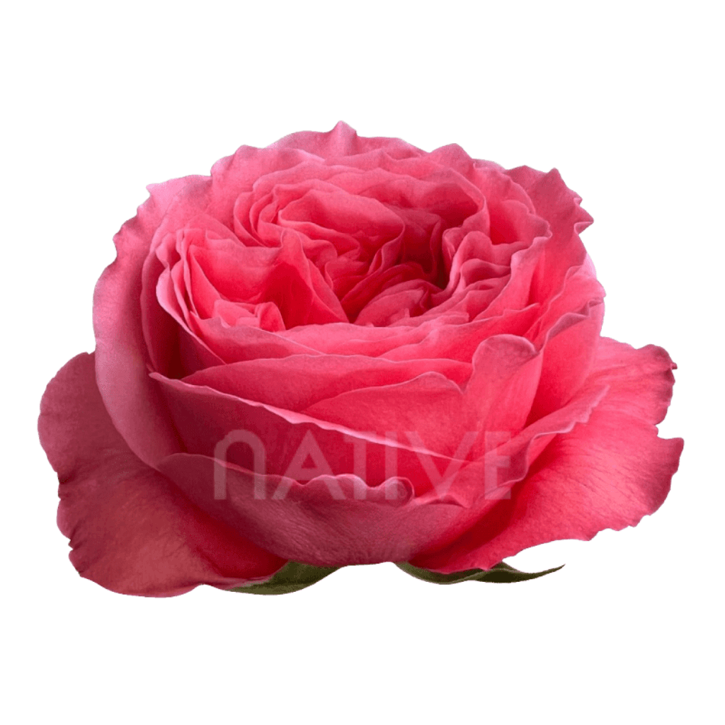 Rose Candy X-pression Garden Pink 60cm