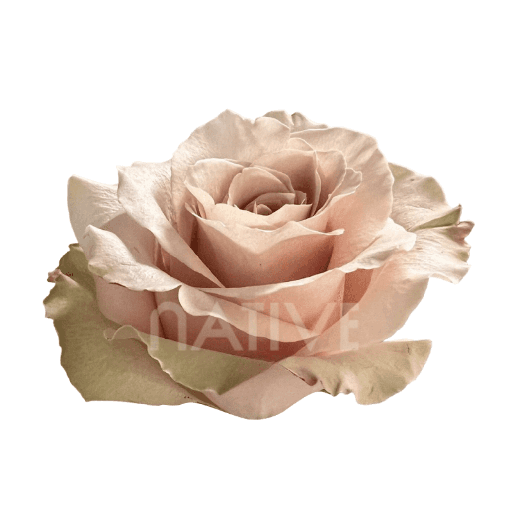 Rose Sandy Sand 40cm