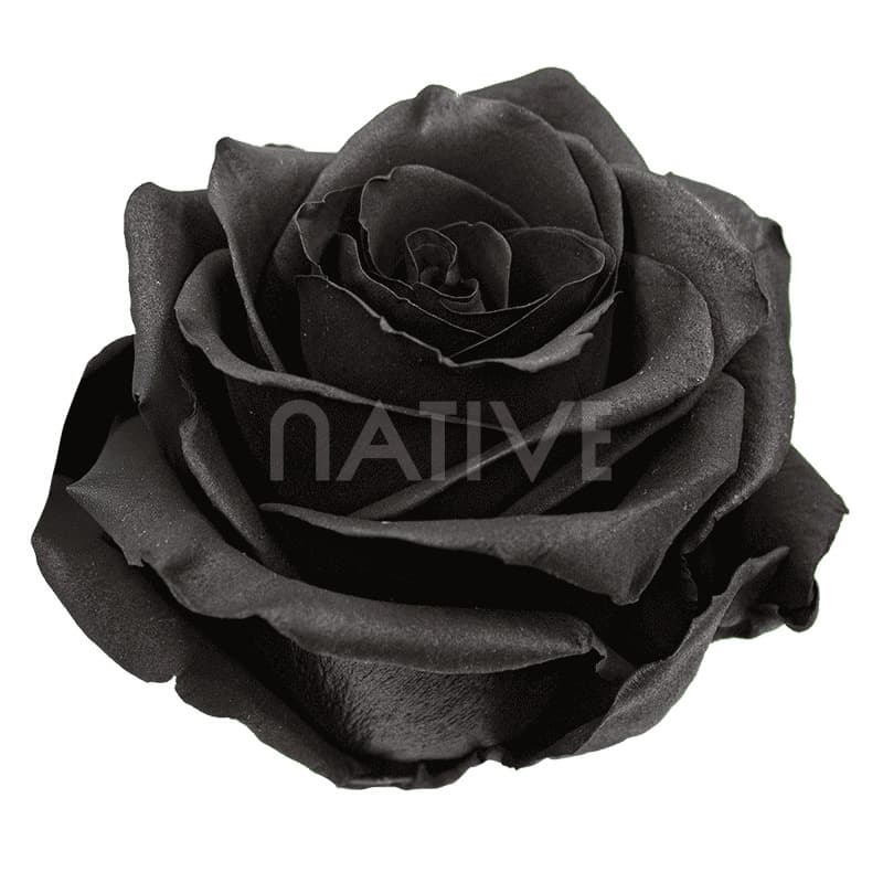 Rose Black Sprayed Tinted 60cm