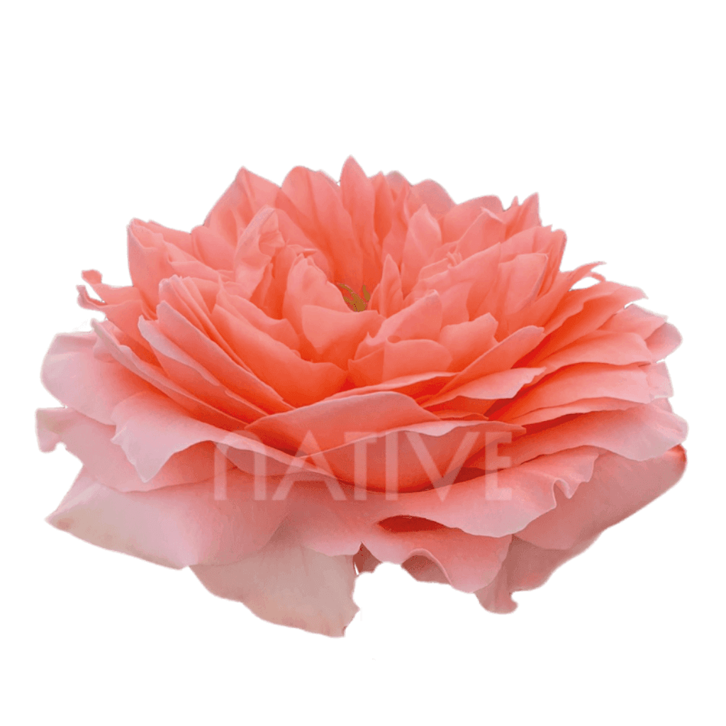 ROSE GARDEN PEACH DRAGONFLY 50CM