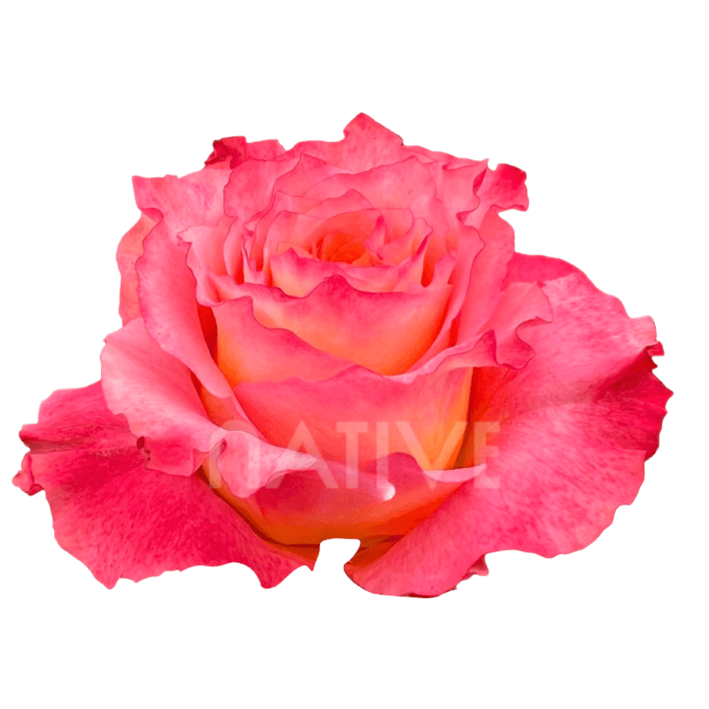 Rose Free Spirit Garden Orange 40cm