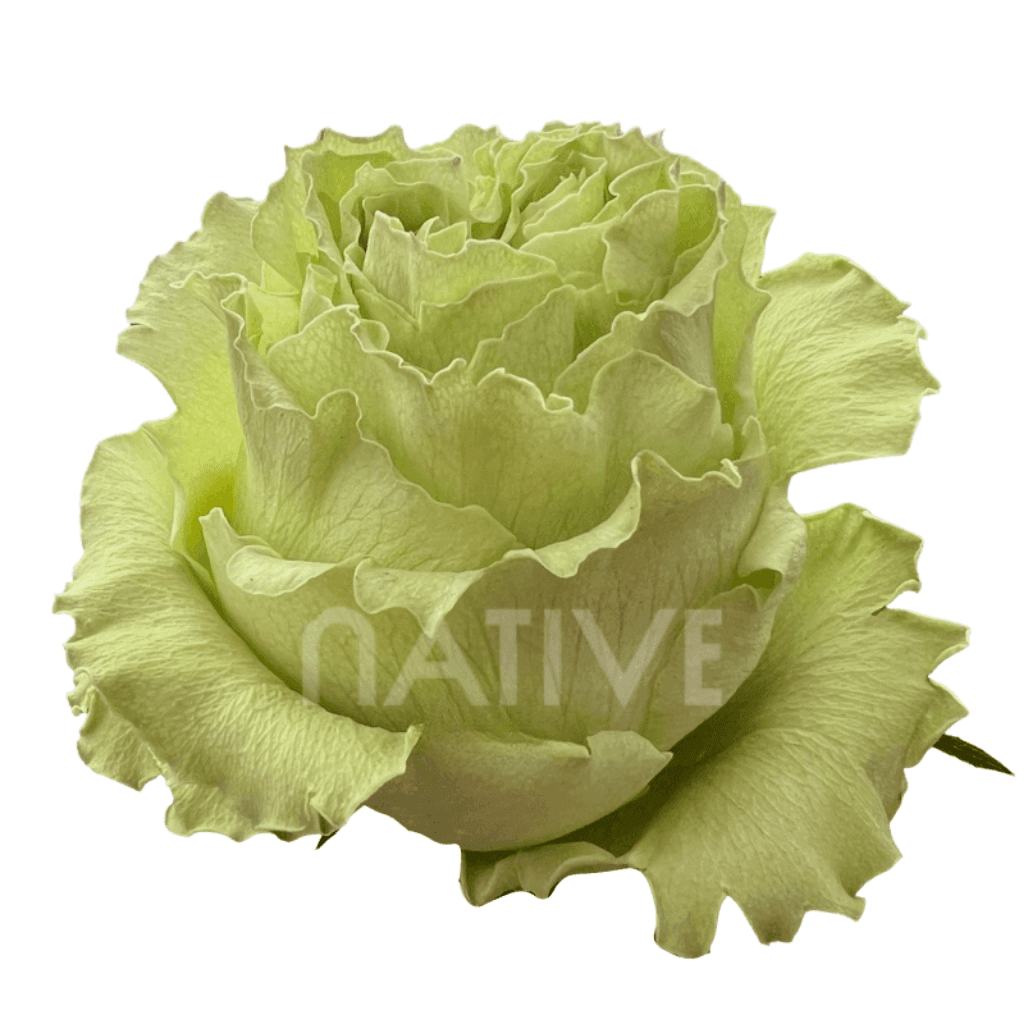ROSE GARDEN GREEN LIMONADA 50CM