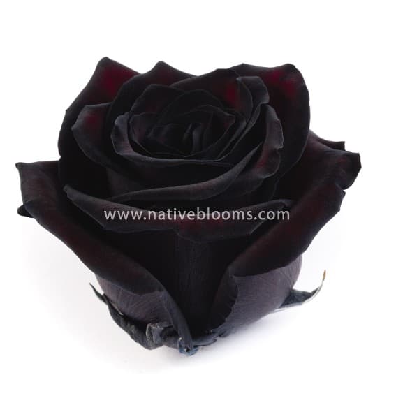 Rose Black Jack Tinted Sprayed 60cm