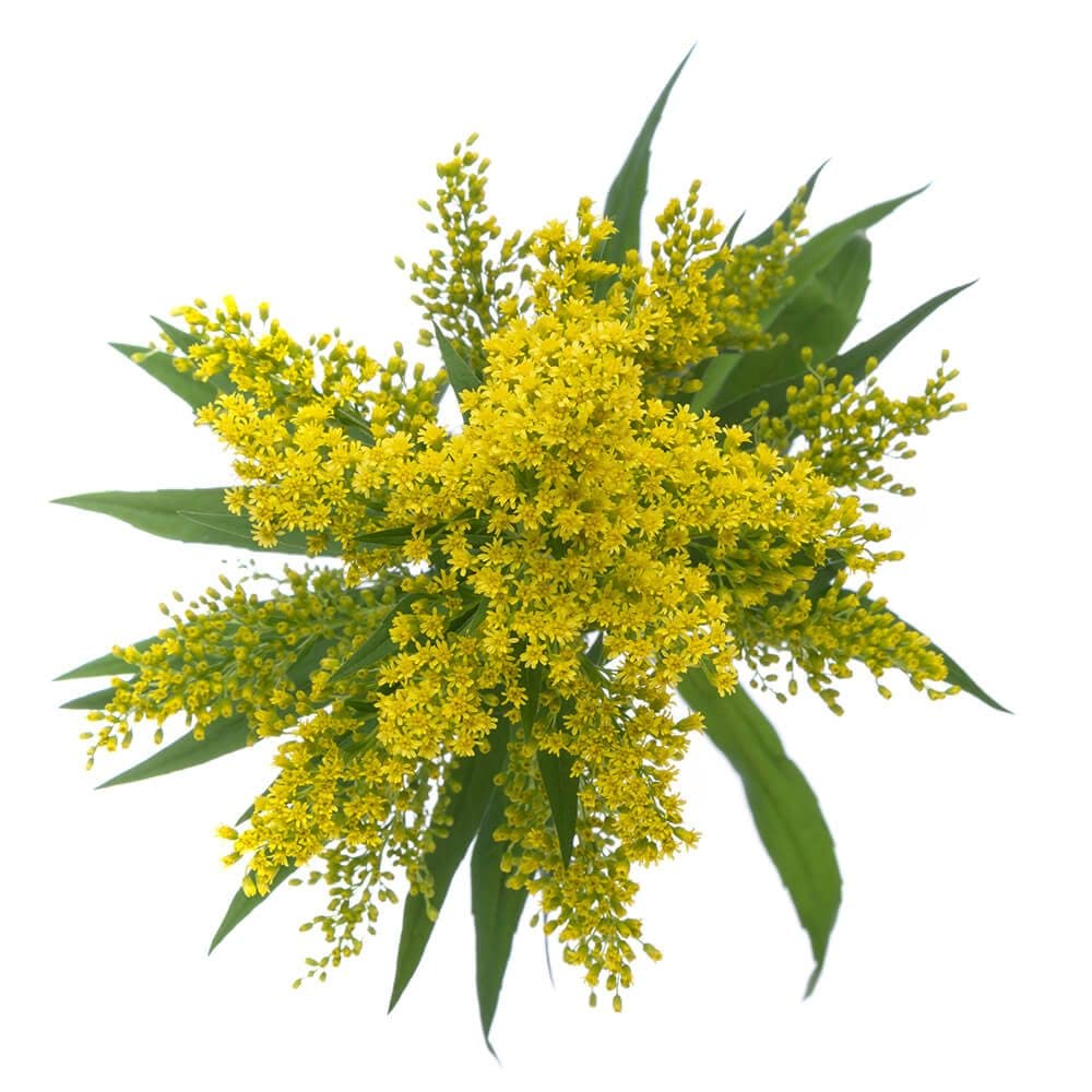 Solidago Yellow