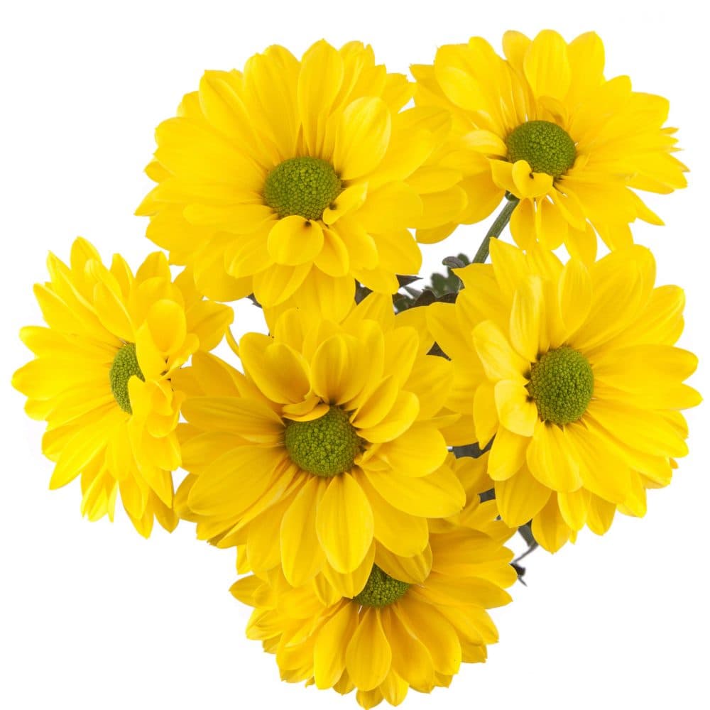 Daisy Brazilian Yellow