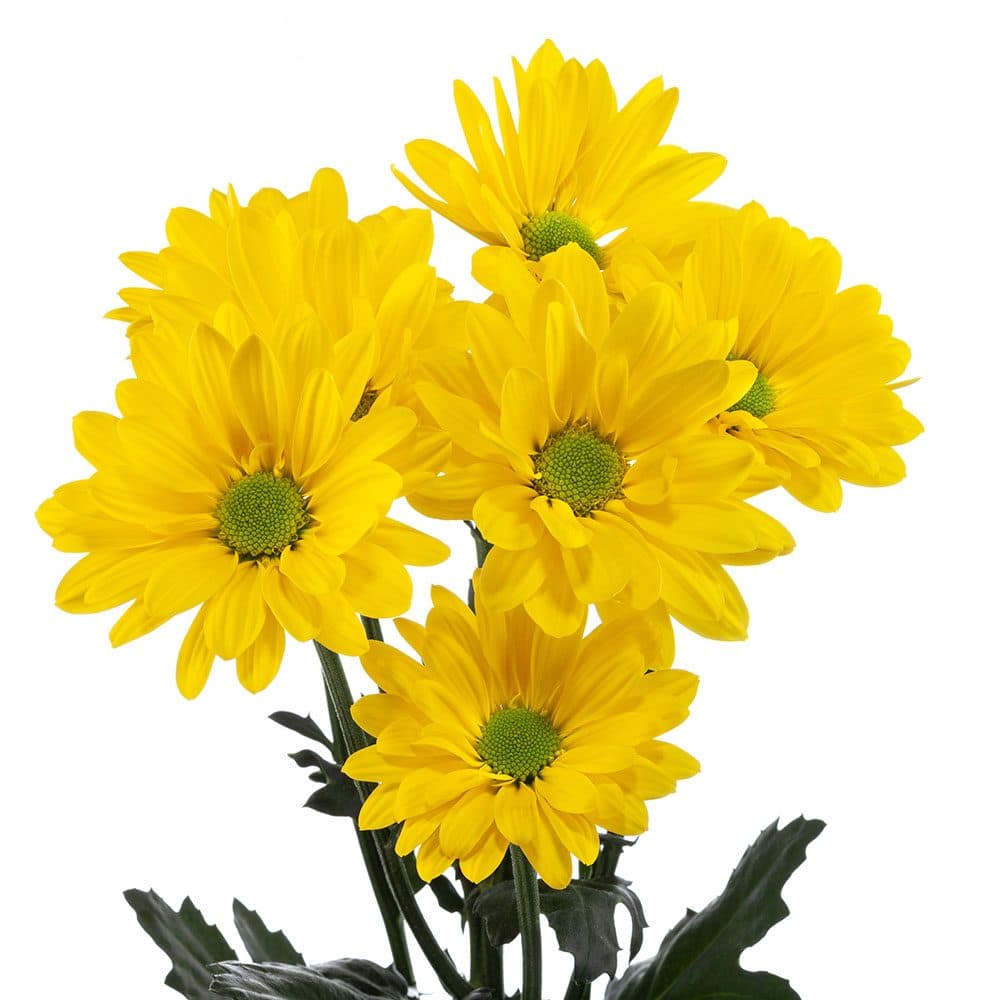 Daisy Celebrate Yellow