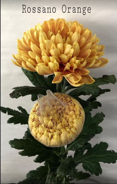 Chrysantemum Rossano Orange Bronnze 70 Cm