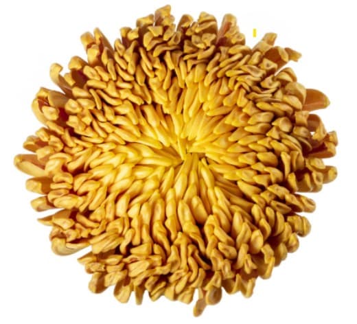 Chrysantemum Cremon Bronze 70 Cm