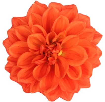 Dahlias Procona Hyd Orange 40/60cm