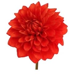 Dahlias Procona Hyd Brick Stone Dark Orange 40/60cm