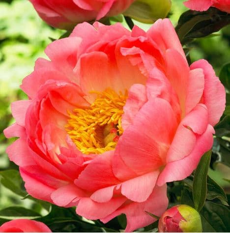 Peony Coral Sunset Coral 50/60 Cm