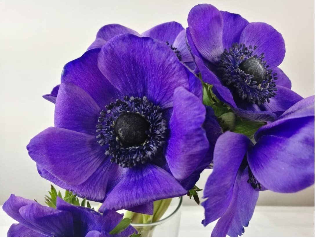 Anemone Mistral Blue 40 Cm