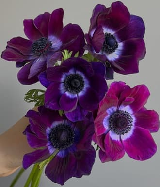 Anemone Mistral Viola Burgundy 40 Cm