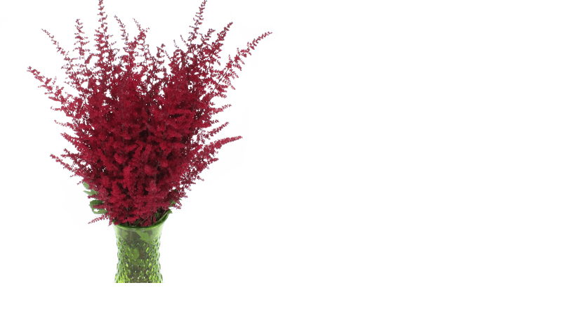 Astilbe Paul Gaarder Red 55 Cm