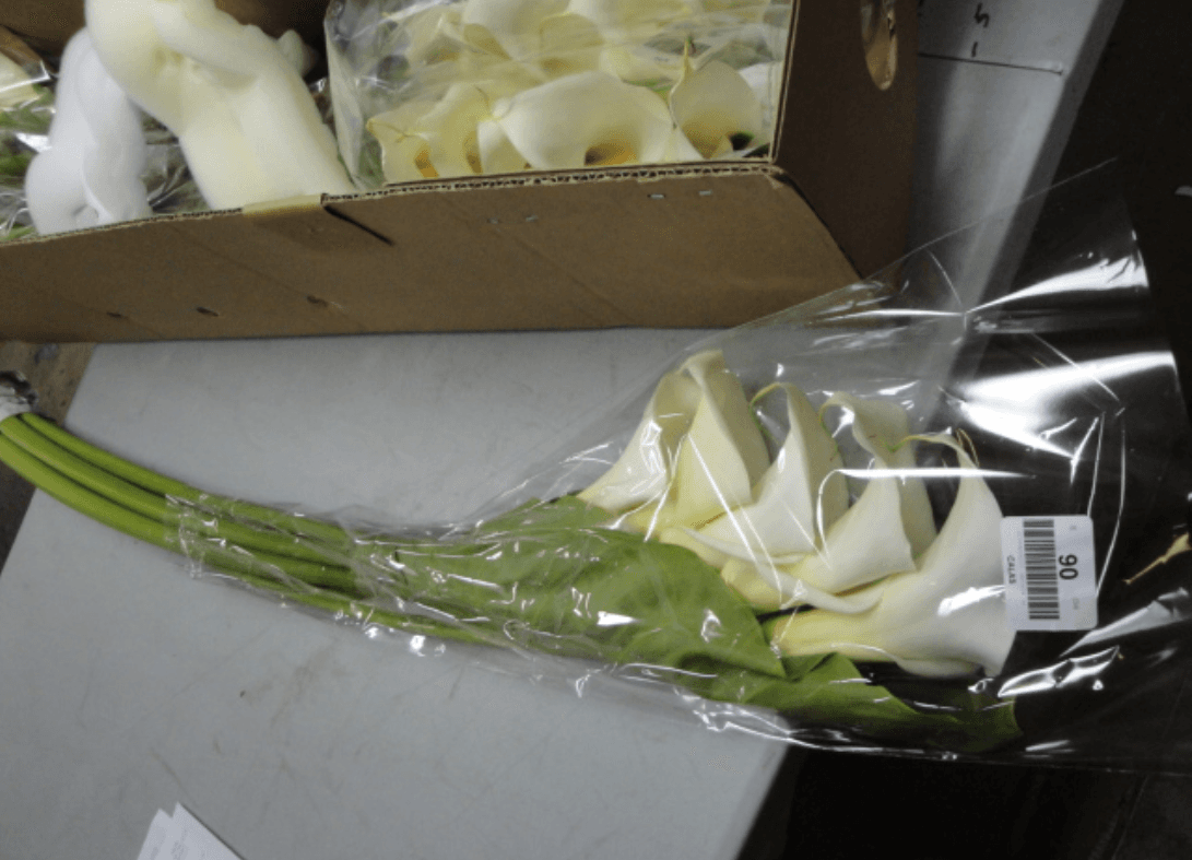Callas Colossal Bouquet White 85 Cm