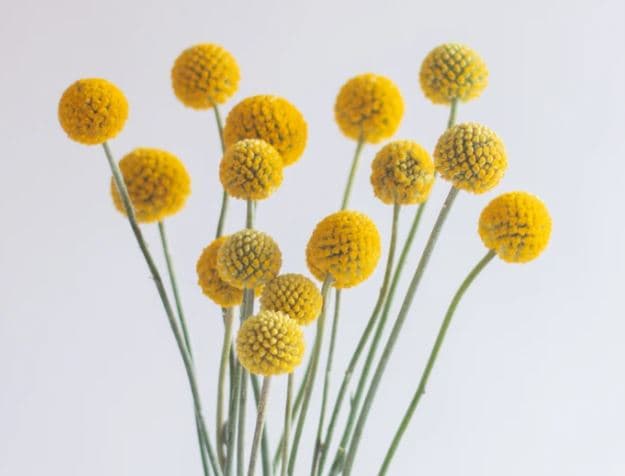Craspedia Craspedia Yellow 60 Cm
