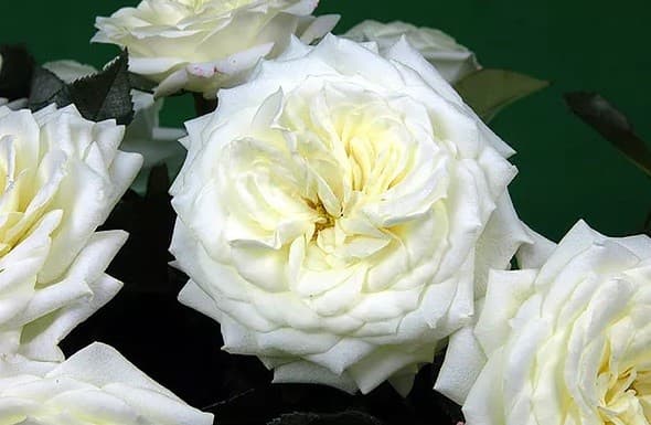Garden Rose Alabaster White 40 Cm