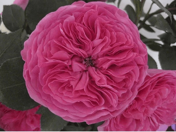 Garden Rose Baronesse Pink Hot 40 Cm