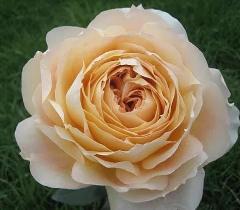 Garden Rose Caramel Antique Cream 40 Cm