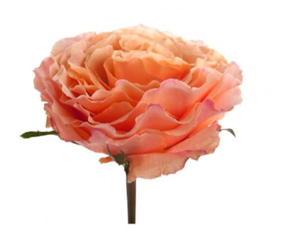 Garden Rose Campanella Peach 50 Cm