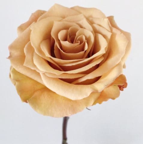 Garden Rose Combo Bronze 40/50 Cm