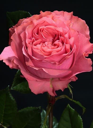 Garden Rose Coral X-pression Coral 60 Cm
