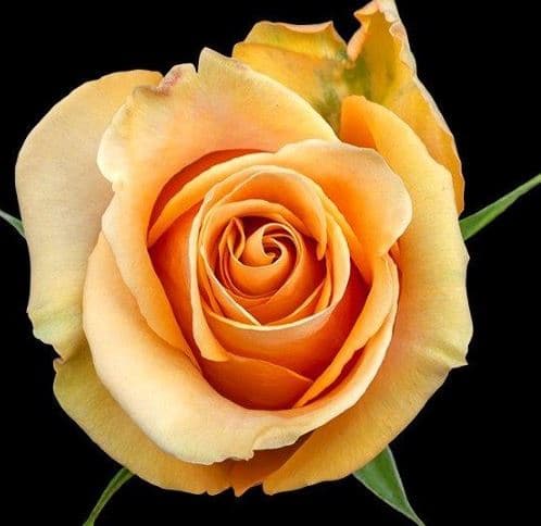 Garden Rose Dijon Bronze 40 Cm