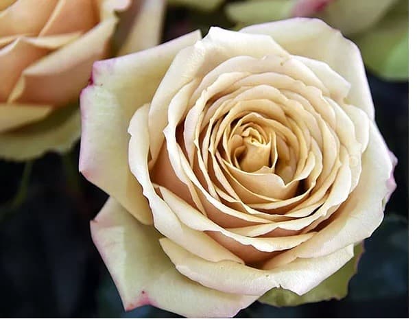 Garden Rose Golden Mustard Bronze 40 Cm
