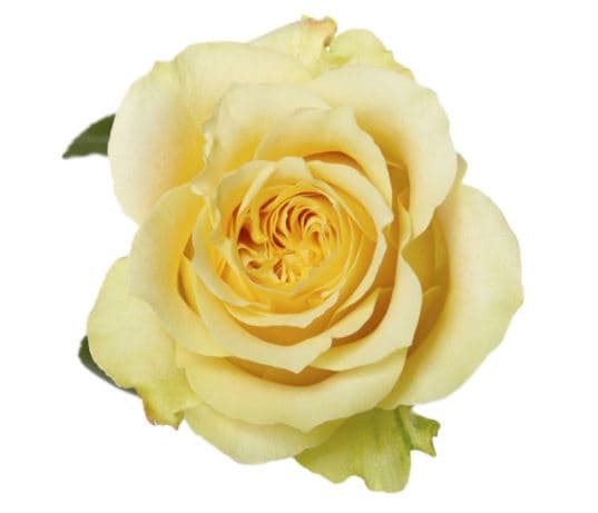 Garden Rose Turtle Light Yellow 60 Cm