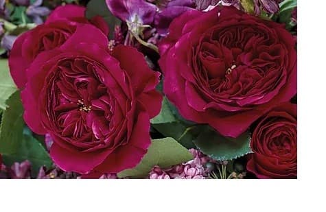 Garden Rose D.a.g.r.darcey Pink Hot 40 Cm