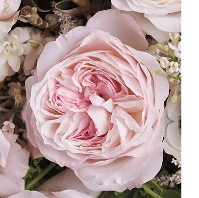 Garden Rose D.a.g.r. Keira Light Pink 40 Cm