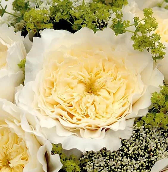 Garden Rose D.a.g.r. Patience White 40 Cm