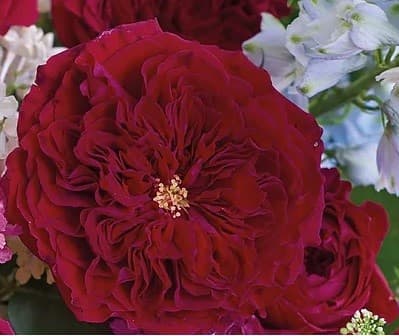 Garden Rose D.a.g.r. Tess Red 40 Cm