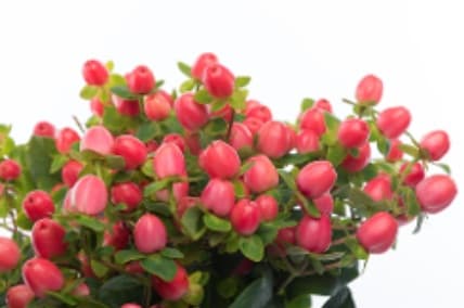 Hypericum Majestic Pink Coral Pink 70 Cm