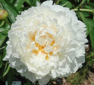 Peony Bowl Of Cream Cream 60 Cm